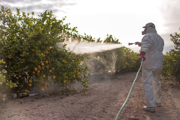 Best Pest Control Near Me  in Salamatof, AK
